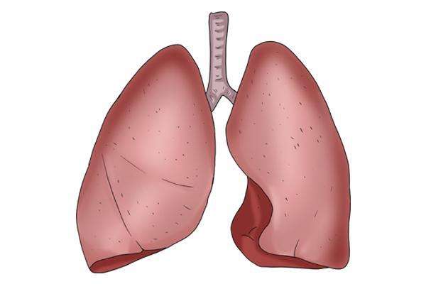 肺.jpg